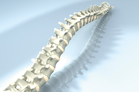 Anatomy of the Spine